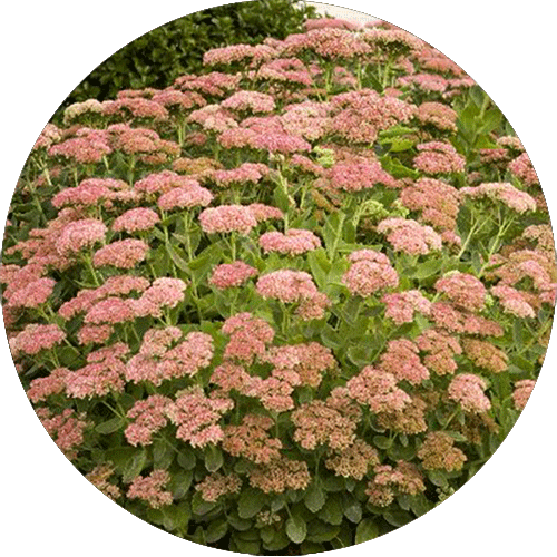 Autumn Joy Sedum with several blooms.
